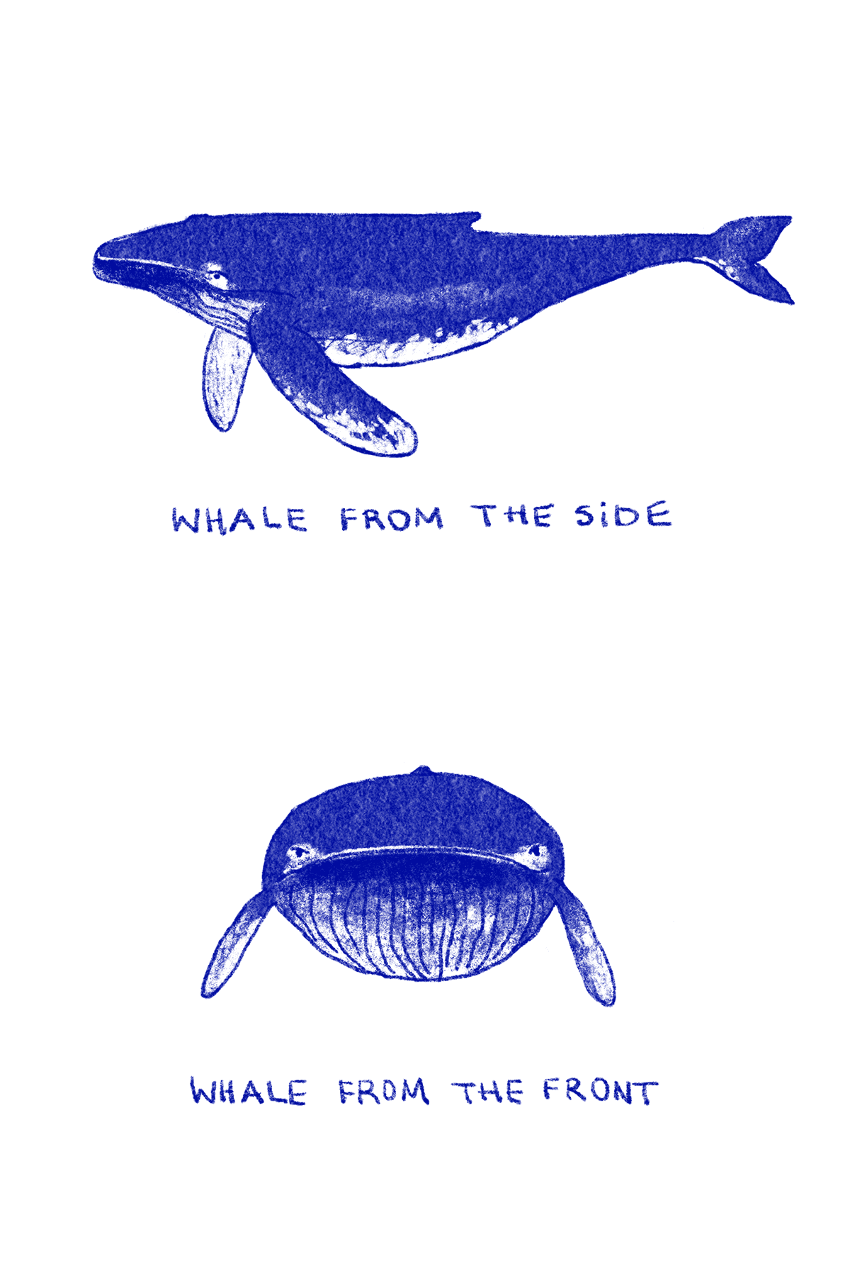 Whale